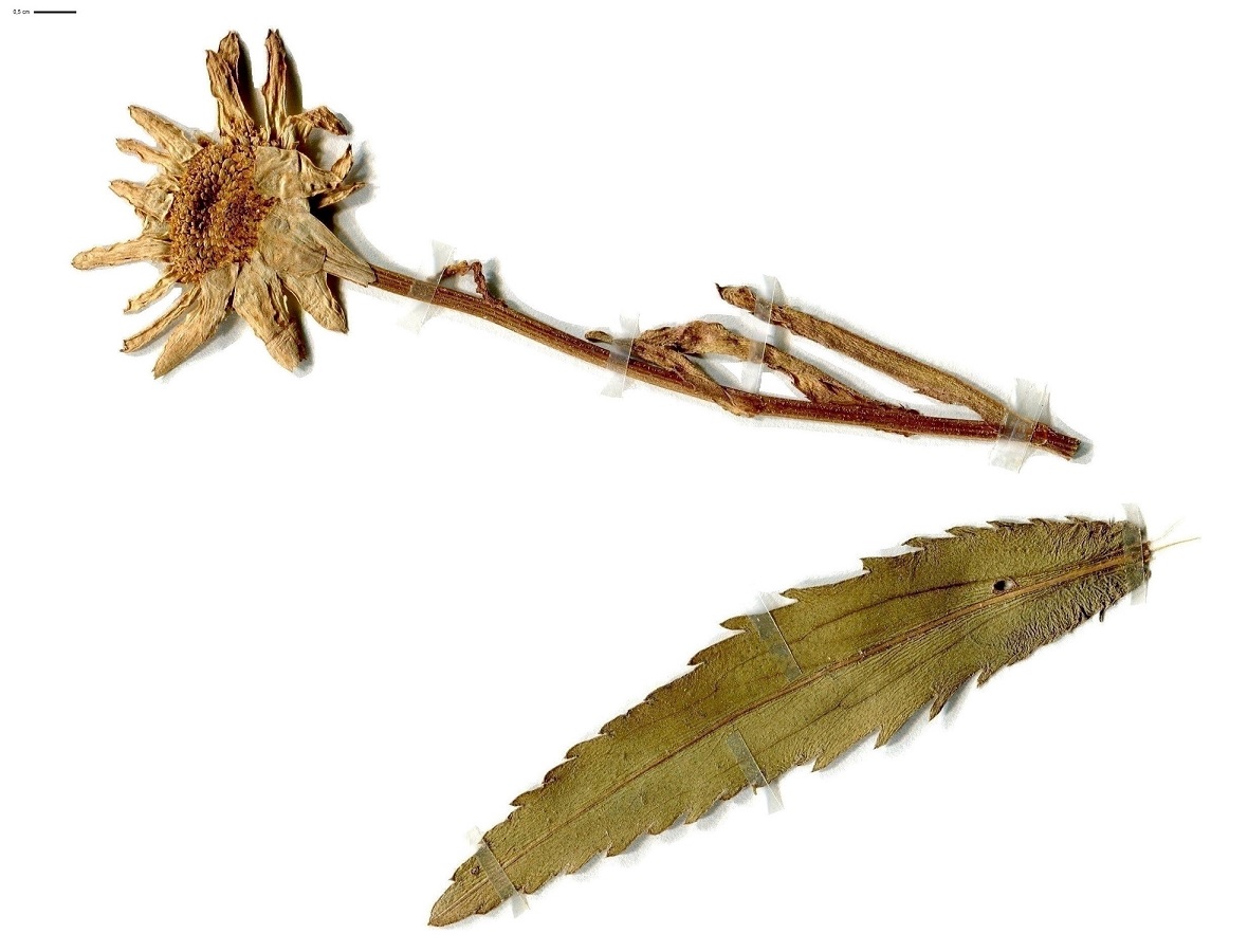 Leucanthemum x superbum (Asteraceae)